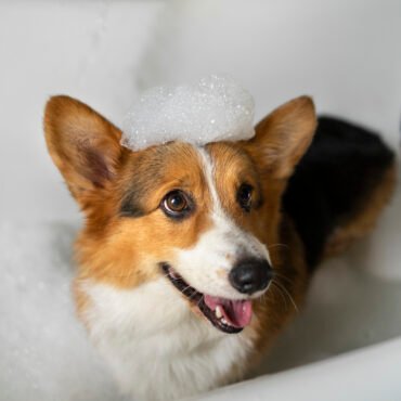 MEJORES INGREDIENTES A LA HORA DE LA FORMULACIÓN DE JABONES PARA REPELER LAS PULGAS Y GARRAPATAS EN LAS MASCOTAS