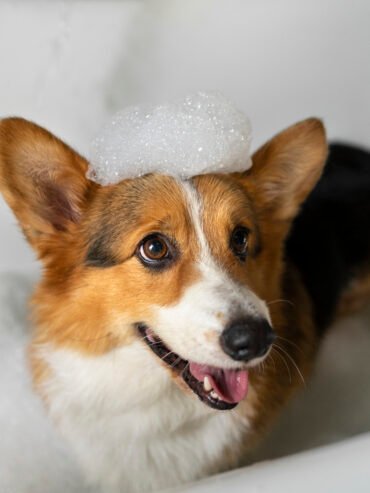 lavar perro mascota casa