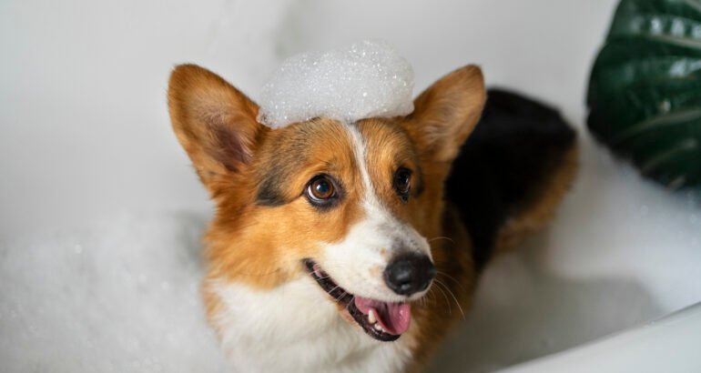 lavar perro mascota casa